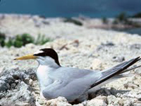 Interior least tern