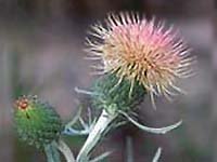 Pitcher's thistle