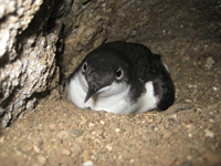 Channel Islands National Park