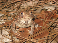 Houston toad