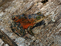 Oregon spotted frog