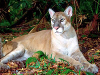 Florida panther