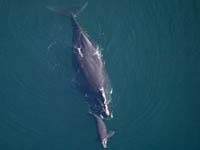 right whale