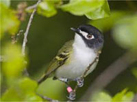 Black-capped vireo. Credit: USFWS