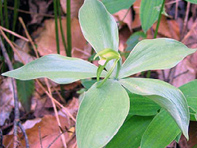 Small-whorled Pogonia