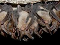 Virginia big-eared bat