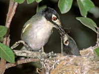 Black-capped Vireo