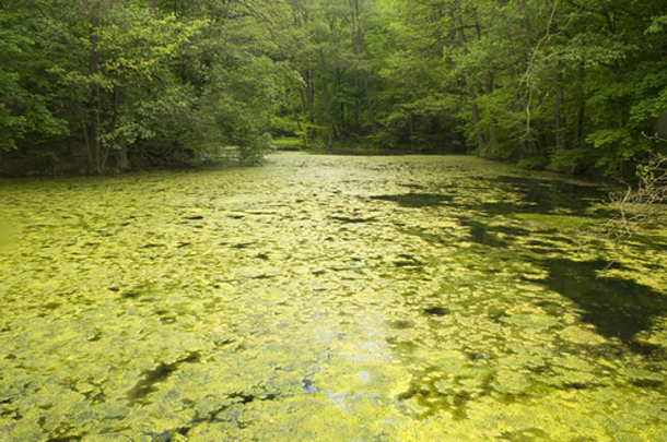 Algal bloom covers a lake. 