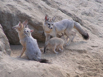 The San Joaquin kit fox, an endangered species of California's Central Valley.  