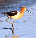 American Avocet