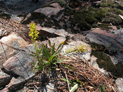 A Yadkin River goldenrod.