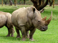 African white rhino. Credit: Karl Strohmayer, USFWS