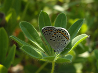 Karner blue buttlerfly 