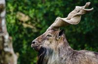 Straight-horned markhor.