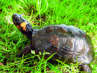 bog turtle