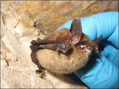 Northern Long-eared Bat