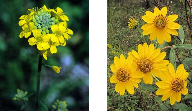 short's bladderpod and whorled sunflower images