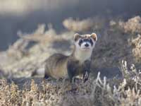 Black-Footed Ferret 