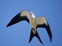 Swallow-Tailed Kite