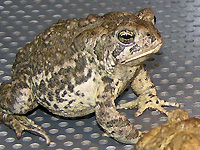 Wyoming Toad