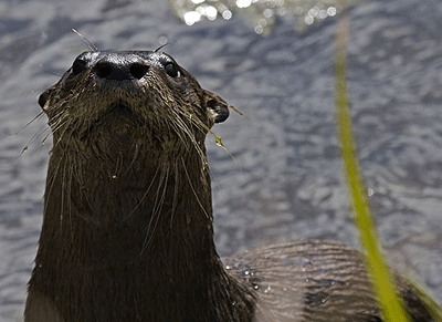 Photo by U.S. Fish & Wildlife Service