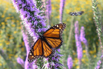 Spiked blazing star, Kentucky ecotype, shows promise a wildlife habitat improvement plant for a diversity of pollinator species