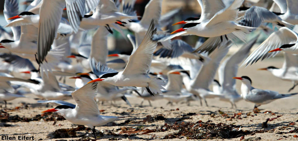 Photo of Caspian Terns on Redondo Beach, by Ellen Eifert