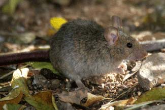 House mouse