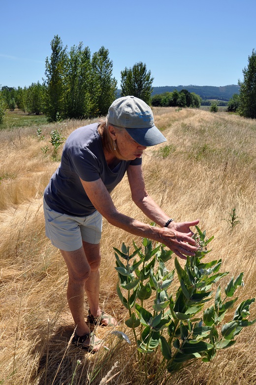 Laurie Halsey examines a cluster of milkweed plants on her ranch.