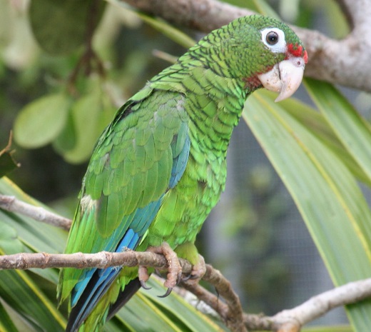 Shade-grown coffee plantations provide habitat for the Puerto Rican parrot. U.S. Fish and Wildlife Service photo.