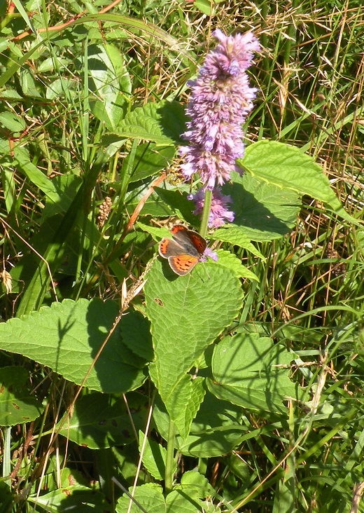 An American copper butterfly gathers nectar from anise hyssop.