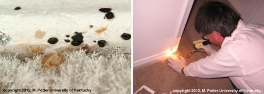 Bed bugs along baseboards