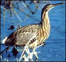 American bittern photo by Gary Zahm, FWS