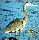 Great blue heron photo by Herb Stein, FWS