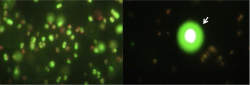 Lipid droplets before (left) and after (right) ultrasonic lysis | Photo courtesy of Los Alamos National Laboratory