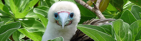 Red-footed Booby Palmyra Atoll National Wildlife Refuge, Pacific Islands credit Laura Beauregard/USFWS