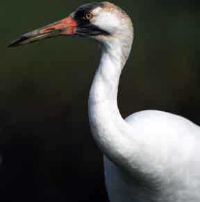 Photograph shows an Whooping Crane