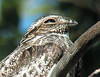 Common Nighthawk