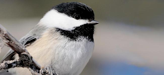 Citizen science is one way you can help us in our work for birds—directly.