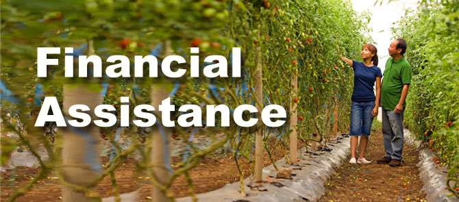 man and woman inspecting tomatoes on tall vines