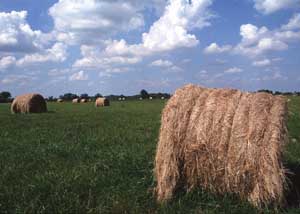 Hay bales in Vermont pasture