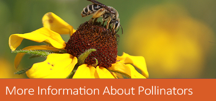 More information about pollinators