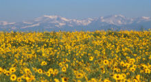 Rocky Mountains with sunflowers