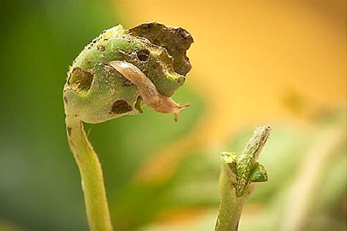 Babosa en un haba de soya. Foto tomada por Nick Sloff