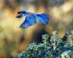 Scrub Jay