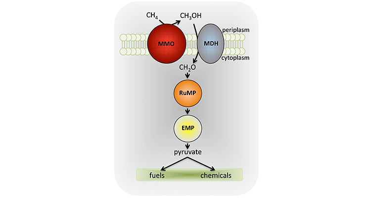 Illustration showing, at the top, a red sphere labeled "MMO" and a grey oval labeled "MDH" superimposed on a rectangular shape composed of a double row of pale green spheres overlapping in a horizatonal line with vertical lines connecting the two rows of spheres; the top row is labeled "periplasm" and the bottom row is labeled "cytoplasm". CH4 goes into the MMO sphere and comes out CH3OH; CH3OH goes into the MDH oval and comes out CH2O2; CH2O2 goes into an orange sphere labeled "RuMP"; RuMP has a black arrow going into a  yellow sphere labeled "EMP"; EMP has an arrow leading to pyruvate which than has a double arrow leading to fuels and chemicals.