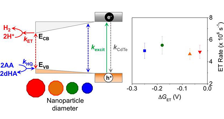 Energy level diagram showing the diameter dependent processes in CdTe–CaI photocatalysis, starting with narrower opening on the left side and widening up on the right, with e- at the top and h+ at the bottom of the right side. The Nanoparticle Diameter is shown, from largest to smallest, with red, orange, green, and blue circles. A red-dashed double arrow goes from top to bottom in the left side of the diagram. Abbreviations include: kET, rate constant for ET from CdS to CaI, shown with a red arrow leading out of the diagram and pointing to H2 coming from 2H+; kHQ, rate constant for hole-quenching by ascorbate, shown with a blue arrow going in to the diagram, coming from 2AA (ascorbic acid) and 2dHA (dehydroascorbate); kexcit, rate of exciton formation under illumination, shown in green with an arrow going from the bottom to the top of the right side; kCdTe, rate of excited state decay in CdTe, including both radiative and nonradiative pathways (e.g., electron–hole recombination, carrier trapping), shown to the right of the green arrow as a dashed-grey arrow pointing down. A blue-dashed double arrow goes from top to bottom in the middle of the diagram. To the far right is a graph with delta G ET (V) as the x-axis, ranging from -0.3 to 0.0, and ET Rate (x 10 to the 6 s to the -1) as the y-axis, ranging from 2 to 8. There are four shapes with lines extending out from both the tops and bottoms in this graph: a blue square is around -0.25 (x-axis) and 5 (y-axis); a green circle is around -0.18 (x-axis) and 5.5 (y-axis); an orange triangle circle is around -0.07 (x-axis) and 4.6 (y-axis); and a red inverted triangle is around -0.03 (x-axis) and 4.9 (y-axis).