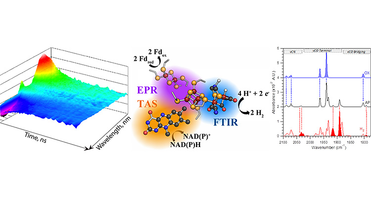 A set of three images. On the left is a transient absorption spectrum 3-D graph, showing the effects of Time (ns) and Wavelength (nm); the spectrum looks like a multi-colored rainbow of 3-D mountain peaks, going from highest to lowest: red, orange, yellow, green, blue, and finally purple. In the middles is an illustration of redox active enzymes and proteins showing three clusters of molecules in three color-coded sections: orange is labeled TAS with blue, red, and grey spheres connected to rods and a reaction of NAD(P)H to NAD(P)+; purple is labeled EPR with red and yellow spheres connected to rods and a reaction of 2 Fd(red) to 2 Fd(ox); blue is labeled FTIR with red, yellow, blue, and dark grey spheres connected by rods and a reaction of 4 H+ + 2 e- to 2 H2. On the right is a chart of the infrared spectrum of hydrogenase with Absorbance (x10 to the -2 A.U.) as the y-axis ranging from 0 to 6 and Wavenumber (cm to the -1) as the x-axis and ranging from 2100 to 1800. There are three vertical sections to the chart labeled, from left to right, vCN, vCO Terminal and vCO Bridging, and three horizontal sections labeled OX with blue solid peaks, the tallest in the vCO Terminal section, AP with blue dotted lines leading down from the OX section and grey outlined peaks, the tallest in the vCO Terminal section, and H2 with red dotted lines leading down from the AP section and solid red peaks, the tallest in the vCO Terminal section. 