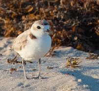 Snowy Plover 1 Resize