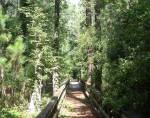 Centennial Trail Boardwalk